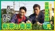 【中継】新茶は今が旬　五感を刺激する楽しみ方教えます！…海外での需要も増　埼玉・狭山市