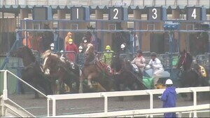 未来の名馬目指して約180頭が関門に挑戦 ばんえい競馬能力検査始まる