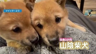 かわいすぎる Snsで話題の希少犬種 山陰柴犬 一時は絶滅の危機に 繁殖活動に力注ぐ