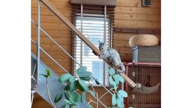 小学生のように“手すり”を滑り降りる子猫がかわいい…階段は使わない派?飼い主に聞いた