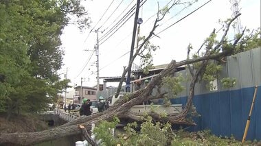 東京・府中で木が倒れ電線にもたれ掛かる「ドカーンと」　倒木現場近くには小学校　けが…