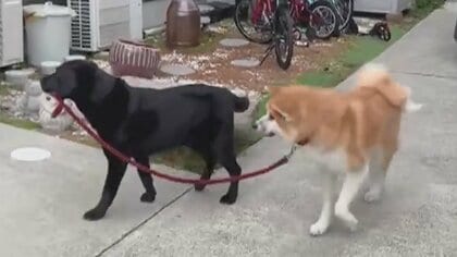 【再生78万回超】犬が犬のリードを…仲良く一緒に“散歩”　飼い主「ずっと2匹で行ったり来たり」