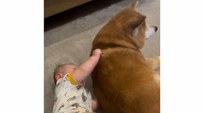 「蹴り入れてるよね!?」赤ちゃんに何をされても動じない“おじいちゃん”柴犬が26万再生…その後を聞いた【今年私バズりました】