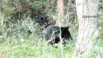 クマ被害か　東京・奥多摩町で遺体　八王子市は“クマよけ鈴配布”…出没情報「くまログあおもり」に“300頭を目撃”など相次ぐ虚偽投稿　県「厳正に対処」