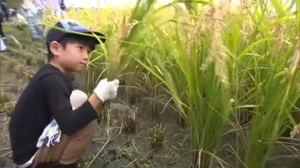 食糧難のマリの子供たちへ「元気に食べてほしい」津山市の小学生が自分たちが育てた支援米を収穫【岡山】