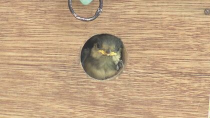 幼稚園の巣箱で誕生したひな鳥　園児に見守られすくすく成長…もうすぐ巣立ちの時【福岡発】