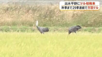出水平野にツル初飛来　北薩に冬の訪れ告げる使者【鹿児島】　