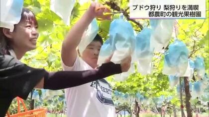 梨やシャインマスカットなどを収穫　都農町の観光果樹園　家族連れでにぎわう