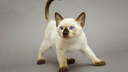 シャム猫の毛柄は体温で変わる！耳や鼻、しっぽなど体の先端だけが色付く“ポイント”の理由と青い目の法則