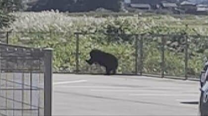 富山市住宅地で「緊急銃猟」実施、成獣のクマを駆除　県内初の事例で全国でも5例目 「3～5メートルの距離で発砲」