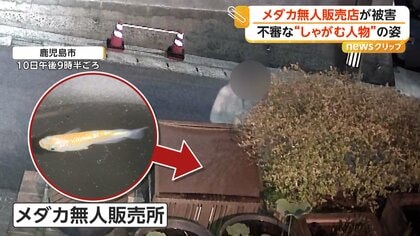 「本当に許せない」メダカ無人販売所で窃盗被害　防犯カメラに不審な“しゃがむ人物”　1カ月前から売り上げ合わず警戒も　鹿児島
