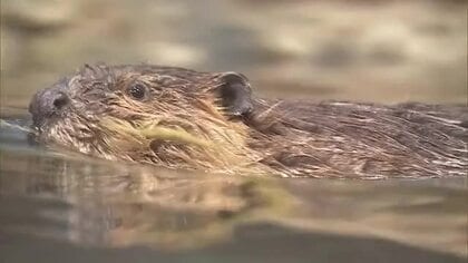 アメリカビーバーの姉妹2頭の命名式“ユキ”・“ツバキ” マリンピア日本海1500通の応募から決定「きれいに咲くユキツバキのように強くたくましく育って」新潟