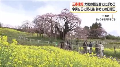 日本三大桜1本の「三春滝桜」が3分咲きに　週末に大勢の観光客が訪れる　福島・三春町