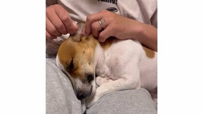 気持ちよくてうっとり！風呂上がりの耳掃除を満喫する愛犬の表情がたまらない…最初から嫌がらなかったのか飼い主に聞いた