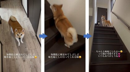 「まだ寝ているから」“妹柴犬”を渋々だけど2階に起こしに行く姉が偉い! 任務完了で誇らしげな顔もステキ
