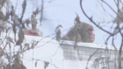 温泉街の“廃墟ホテル”を猿が占拠　まるで自宅のように我が物顔で…「30匹ぐらい出た」住民から不安の声　群馬・みなかみ町