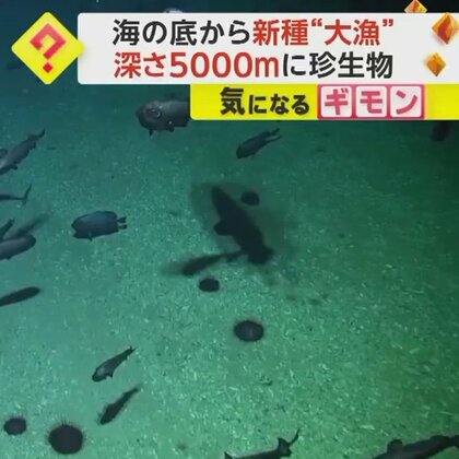 約100種類が新種の可能性　海の底で“発見ラッシュ”　深さ約5000mに珍生物　ニュージーランド