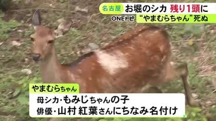 残るは母親の“もみじちゃん”1頭に…名古屋城のお堀のシカ“やまむらちゃん”死ぬ 人間の50～60歳位で老衰か