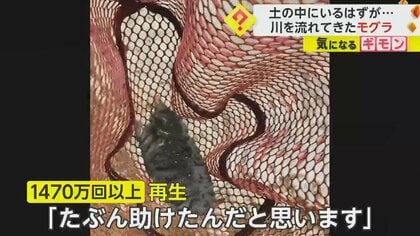 川から流れてきたのは…モグラ!?　釣り中の男性が救助　岩場に上がるも「無理ですって」とタモ差し出す