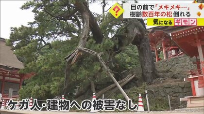 目の前で“メキメキ”音を立て…樹齢数百年の松が突然“ポッキリ”　幹の中心部分の腐食が原因？　島根・出雲市