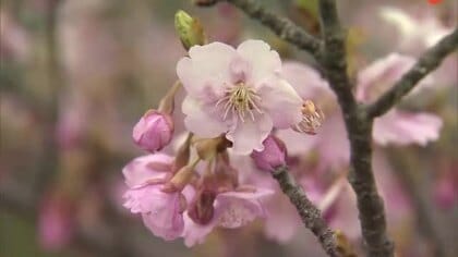 寒さ残る岡山県北にも春の足音…津山市の公園で約４０本の河津桜が見頃に【岡山】