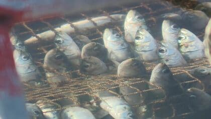なぜ？イワシと養殖魚が大量死】海の『いけす』でホッケ約2000匹が全滅