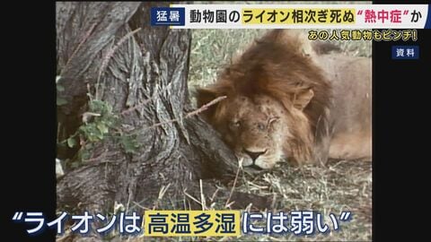 “夏バテ”気味の動物も…日本の「高温多湿」に弱い動物たち　熱さ対策に追われる動物園に密着