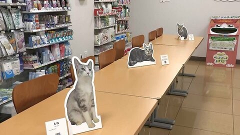 コンビニが保護猫との出会いの場に　“知ってもらう”接点の場へ