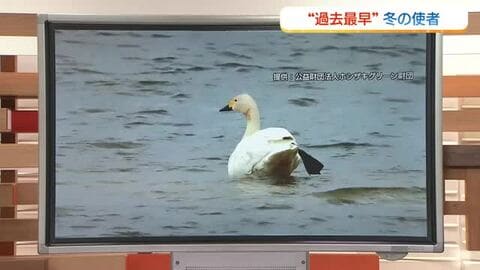 【天気コーナー】史上“最早”山陰に早くも“冬の使者”コハクチョウ初飛来を確認　6日は「雲広がる1日」