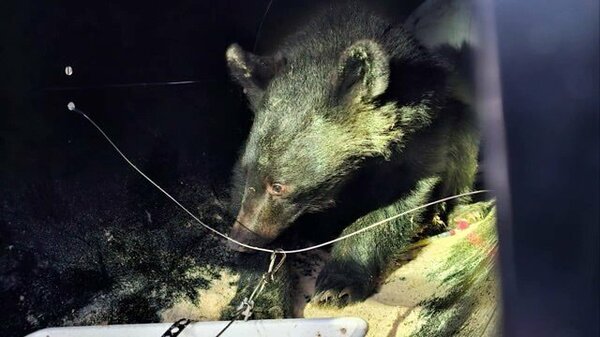 目撃から1週間・寺の床下に居座ったクマようやく捕獲 麻酔を打って搬出