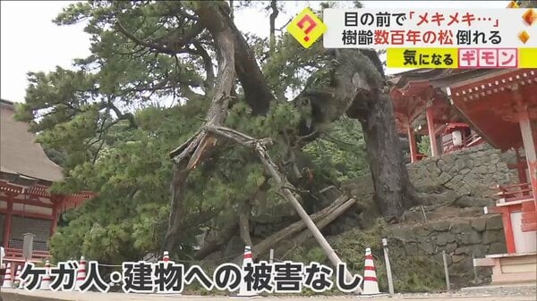 目の前で“メキメキ”音を立て…樹齢数百年の松が突然“ポッキリ” 幹の中心