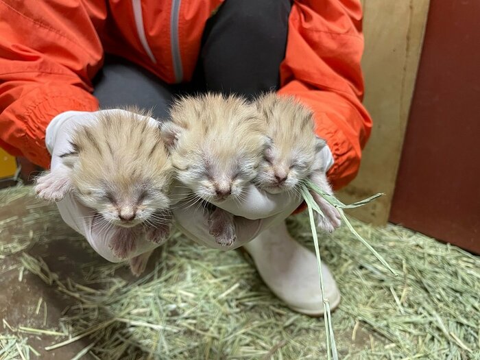 ※3匹のスナネコの赤ちゃん 撮影日2022年2月12日(画像提供:那須どうぶつ王国)