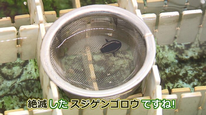 スジゲンゴロウ