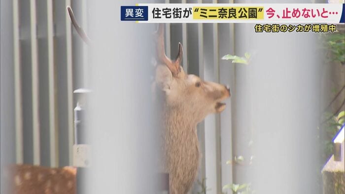 ネットをかけるなどの防護策講じる住民も