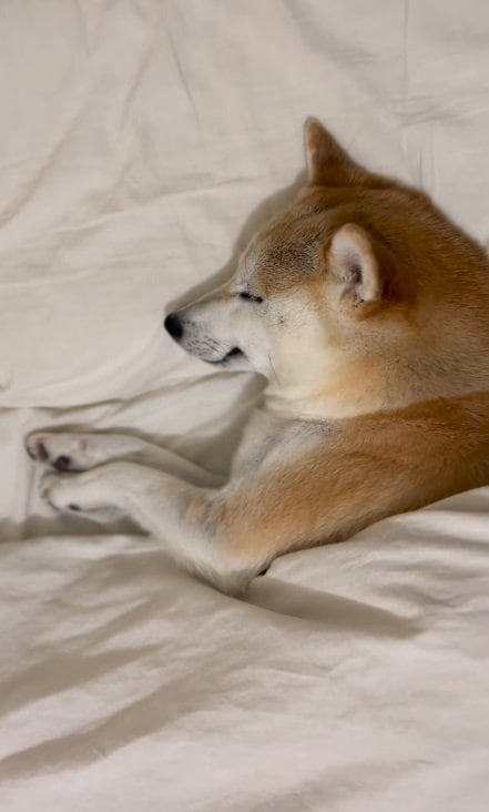 へそ天じゃない寝方の時もどことなく「にっこり」しているなずなちゃん