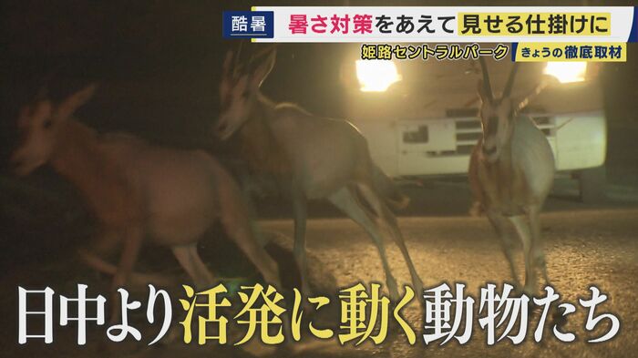 動物が活発に動く姿が見られる