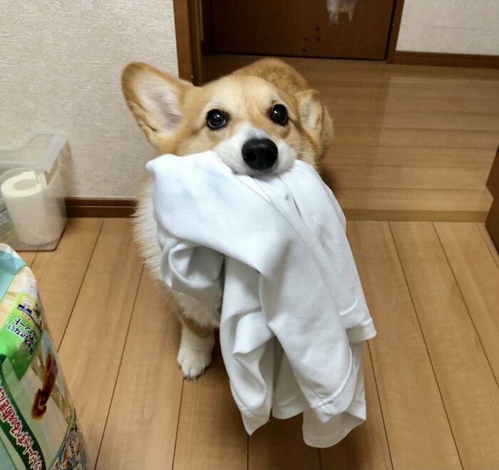 「持ってきてー」の声に手伝ってくれるベルちゃん