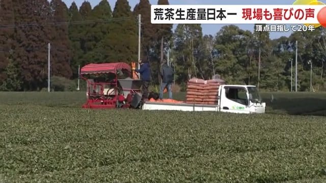 坂之上製茶の茶畑