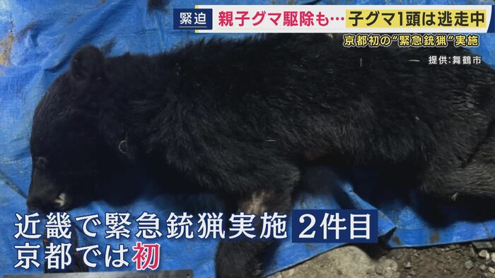 「緊急銃猟」が行われたのは京都で初