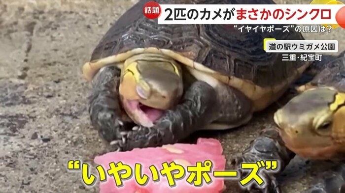 目を細め手を伸ばして“いやいやポーズ”(提供:道の駅ウミガメ公園 公式X)