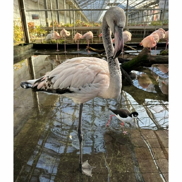生後7カ月のフラミンゴ 灰色・白色の割合が多い(提供:富士花鳥園)