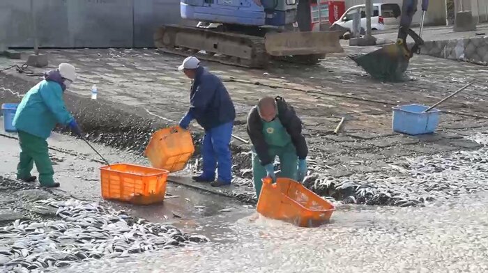 死骸の撤去作業をする漁師(三重・波切漁港)