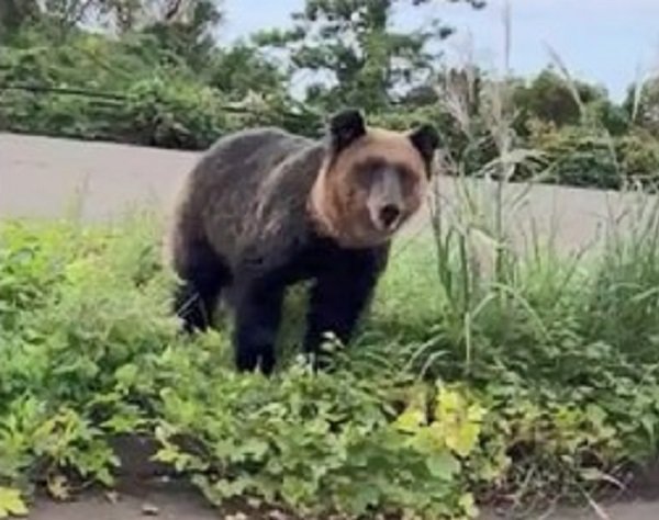 北海道・松前町で撮影されたヒグマ(10月29日 撮影:視聴者)