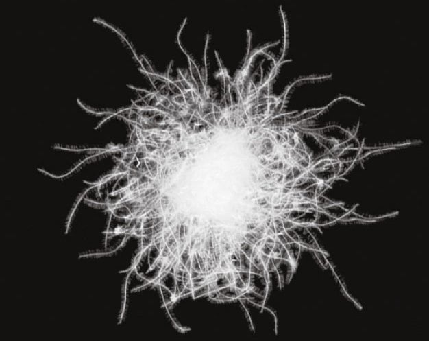 ダウンには羽軸がない（提供：株式会社モンベル）