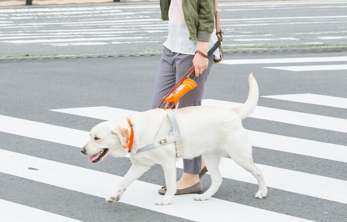 写真提供:日本盲導犬協会