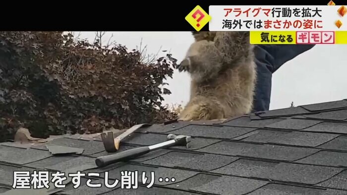 (Liddle Rascals Wildlife Control Inc)