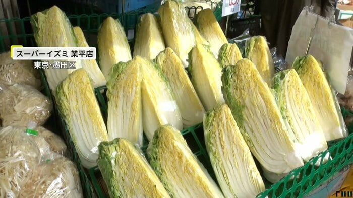 陳列された白菜