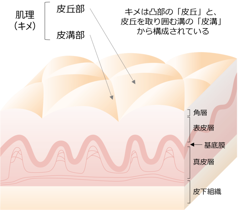 皮膚内部構造が肌表面のキメ様構造の形成に与える影響を実証
