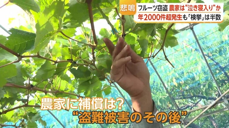 「泣き寝入り状態」相次ぐフルーツ盗難被害　農家の“7割が未加入”の収入保険制度　被害者は「盗難保険があれば」｜FNNプライムオンライン