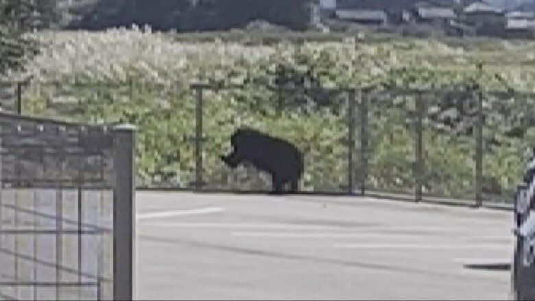 富山市住宅地で「緊急銃猟」実施、成獣のクマを駆除　県内初の事例で全国でも5例目 「3～5メートルの距離で発砲」｜FNNプライムオンライン